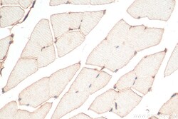 FNDC5 Rabbit Recombinant Antibody, Proteintech:Antibodies:Primary Antibodies