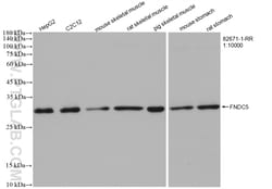 FNDC5 Rabbit Recombinant Antibody, Proteintech:Antibodies:Primary Antibodies