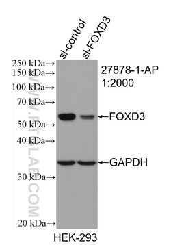 FOXD3 Rabbit Polyclonal Antibody, Proteintech:Antibodies:Primary Antibodies