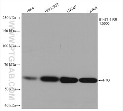 FTO Rabbit Recombinant Antibody, Proteintech Unconjugated; 100 &mu;L:Antibodies