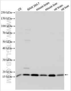 FUNDC1 Rabbit Polyclonal Antibody, Proteintech:Antibodies:Primary Antibodies