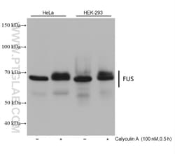 FUS/TLS Mouse Monoclonal Antibody, Proteintech Unconjugated; 20 &mu;L:Antibodies,
