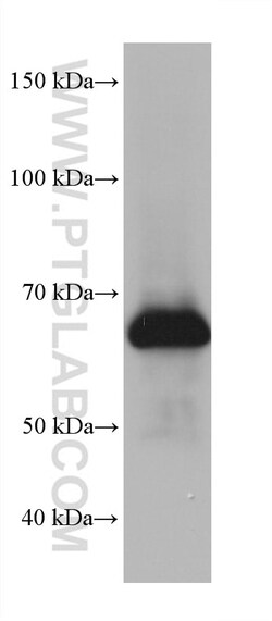 FUS/TLS Mouse Monoclonal Antibody, Proteintech Unconjugated; 20 &mu;L:Antibodies,