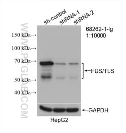 FUS/TLS Mouse Monoclonal Antibody, Proteintech Unconjugated; 20 &mu;L:Antibodies,
