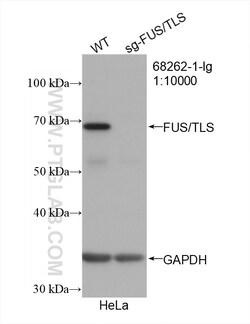 FUS/TLS Mouse Monoclonal Antibody, Proteintech Unconjugated; 20 &mu;L:Antibodies,