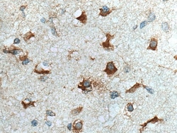FXR1 Mouse Monoclonal Antibody, Proteintech Unconjugated; 20 &mu;L:Antibodies,
