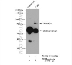 FXR1 Mouse Monoclonal Antibody, Proteintech Unconjugated; 20 &mu;L:Antibodies,