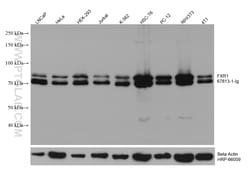 FXR1 Mouse Monoclonal Antibody, Proteintech Unconjugated; 20 &mu;L:Antibodies,