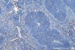 Anti-Mouse Foxp3 (3G3), Proteintech Unconjugated; 100 &mu;g:Antibodies,