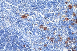 Anti-Mouse Foxp3 (3G3), Proteintech Unconjugated; 100 &mu;g:Antibodies,