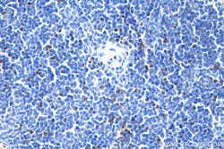 Anti-Mouse Foxp3 (3G3), Proteintech Unconjugated; 100 &mu;g:Antibodies,