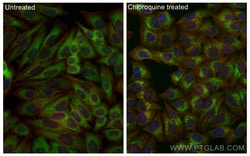 CoraLite Plus 488-conjugated GABARAPL1 Rabbit Polyclonal Antibody, Proteintech