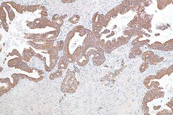 GALR2 Rabbit Polyclonal Antibody, Proteintech:Antibodies:Primary Antibodies