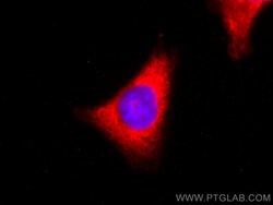 GAPDH (Human Specific) Rabbit Recombinant Antibody, Proteintech:Antibodies:Primary