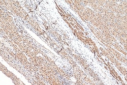 GAPDH (Human Specific) Rabbit Recombinant Antibody, Proteintech:Antibodies:Primary
