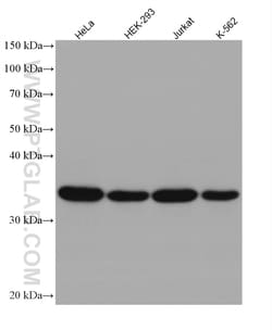 GAPDH (Human Specific) Rabbit Recombinant Antibody, Proteintech:Antibodies:Primary