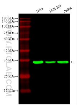 CoraLite Plus 488-conjugated GAPDH Mouse Monoclonal Antibody, Proteintech