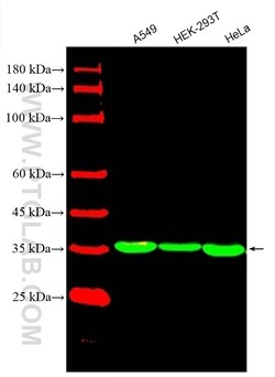 CoraLite Plus 488-conjugated GAPDH Mouse Monoclonal Antibody, Proteintech