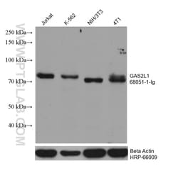 GAS2L1 Mouse Monoclonal Antibody, Proteintech:Antibodies:Primary Antibodies