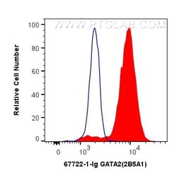 GATA2 Mouse Monoclonal Antibody, Proteintech:Antibodies:Primary Antibodies