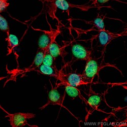 GATA2 Mouse Monoclonal Antibody, Proteintech:Antibodies:Primary Antibodies