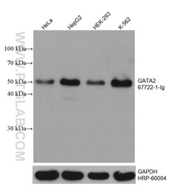 GATA2 Mouse Monoclonal Antibody, Proteintech:Antibodies:Primary Antibodies