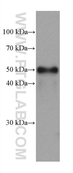GATA2 Mouse Monoclonal Antibody, Proteintech:Antibodies:Primary Antibodies
