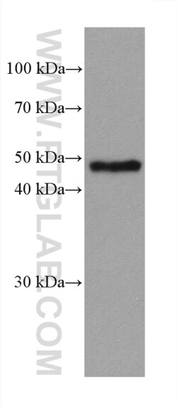 GATA2 Mouse Monoclonal Antibody, Proteintech:Antibodies:Primary Antibodies
