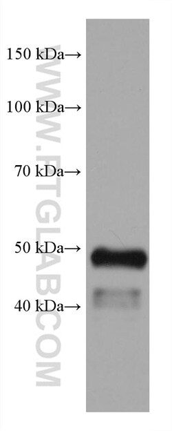 GATA2 Mouse Monoclonal Antibody, Proteintech:Antibodies:Primary Antibodies