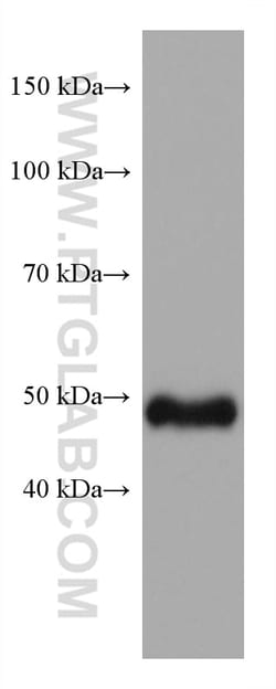 GATA2 Mouse Monoclonal Antibody, Proteintech:Antibodies:Primary Antibodies