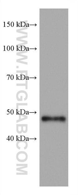 GATA2 Mouse Monoclonal Antibody, Proteintech:Antibodies:Primary Antibodies