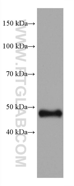 GATA2 Mouse Monoclonal Antibody, Proteintech:Antibodies:Primary Antibodies