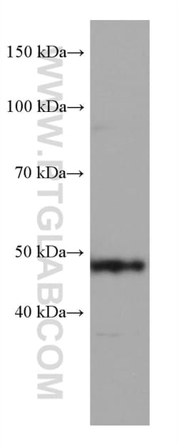 GATA2 Mouse Monoclonal Antibody, Proteintech:Antibodies:Primary Antibodies