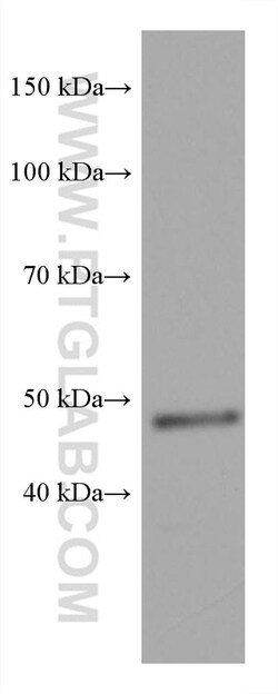 GATA2 Mouse Monoclonal Antibody, Proteintech:Antibodies:Primary Antibodies