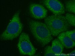 CoraLite Plus 488-conjugated GBP1 Mouse Monoclonal Antibody, Proteintech:Antibodies:Primary