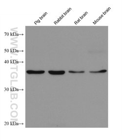 GDAP1 Mouse anti-Human, Mouse, Rat, Rabbit, Pig, Clone: 3E10D4, Proteintech:Antibodies:Primary