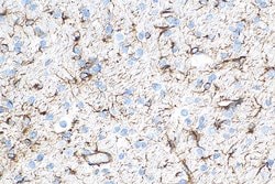 GFAP Rabbit anti-Human, Mouse, Pig, Rat, Clone: 4C6, Proteintech:Antibodies:Primary