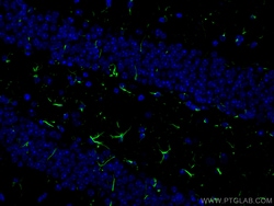 CoraLite Plus 488-conjugated GFAP Rabbit Polyclonal Antibody, Proteintech:Antibodies:Primary
