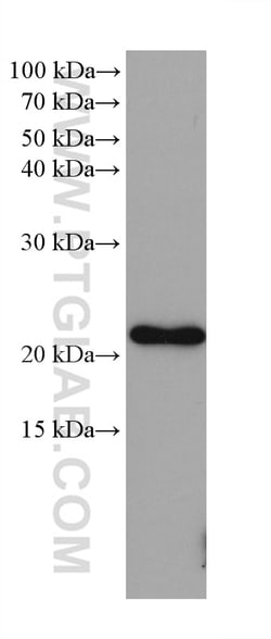 GLO1 Mouse Monoclonal Antibody, Proteintech:Antibodies:Primary Antibodies