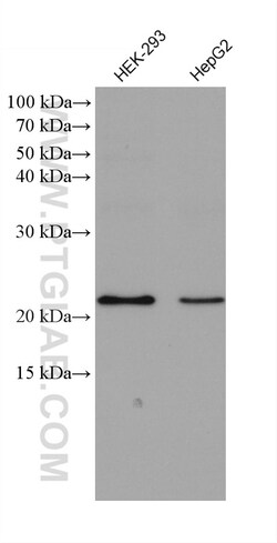 GLO1 Mouse Monoclonal Antibody, Proteintech:Antibodies:Primary Antibodies