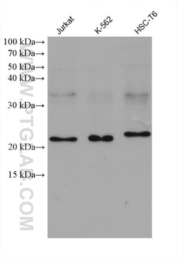 GLO1 Mouse Monoclonal Antibody, Proteintech:Antibodies:Primary Antibodies