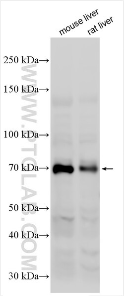 GLP2R Rabbit Polyclonal Antibody, Proteintech Unconjugated; 20 &mu;L:Antibodies,