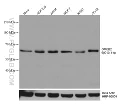 GMEB2 Mouse Monoclonal Antibody, Proteintech:Antibodies:Primary Antibodies