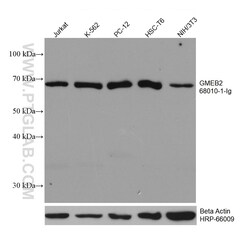 GMEB2 Mouse Monoclonal Antibody, Proteintech:Antibodies:Primary Antibodies