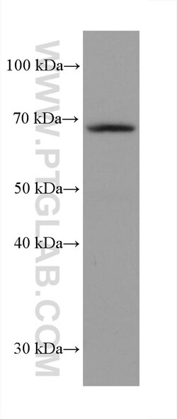 GMEB2 Mouse Monoclonal Antibody, Proteintech:Antibodies:Primary Antibodies