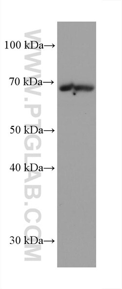 GMEB2 Mouse Monoclonal Antibody, Proteintech:Antibodies:Primary Antibodies