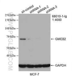 GMEB2 Mouse Monoclonal Antibody, Proteintech:Antibodies:Primary Antibodies