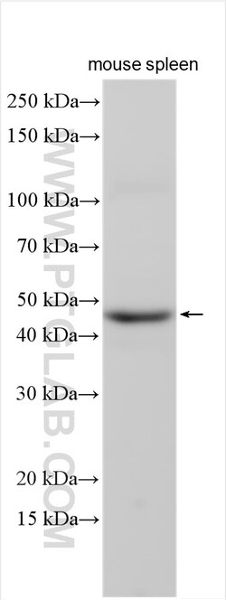 GNA15 Rabbit Polyclonal Antibody, Proteintech:Antistoffer:Primære antistoffer