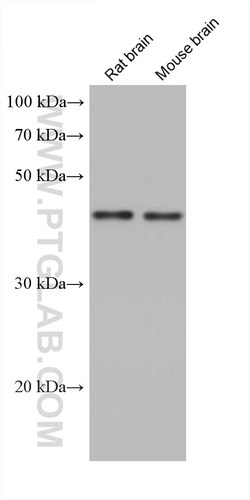 GNAI1 Mouse Monoclonal Antibody, Proteintech Unconjugated; 20 &mu;L:Antibodies,