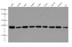 GNAI3 Mouse Monoclonal Antibody, Proteintech:Antibodies:Primary Antibodies